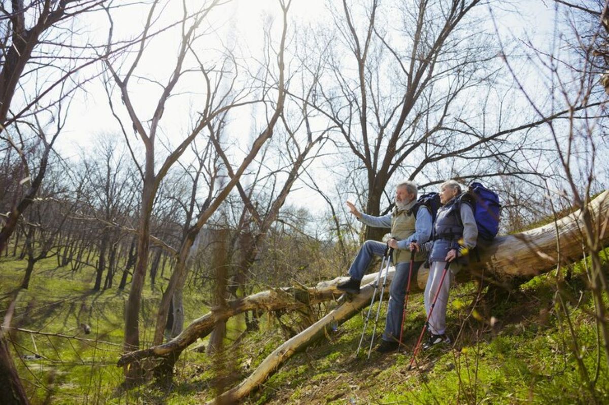 Expert Tree Removal in the Blue Mountains: Keeping Properties Safe