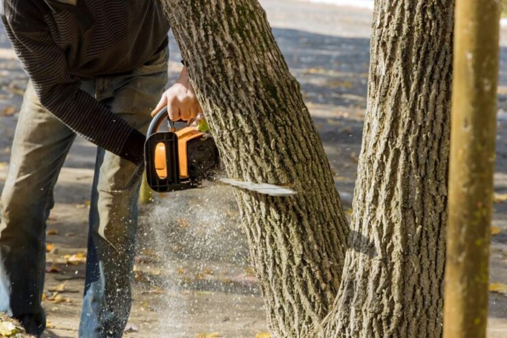 tree removal central coast